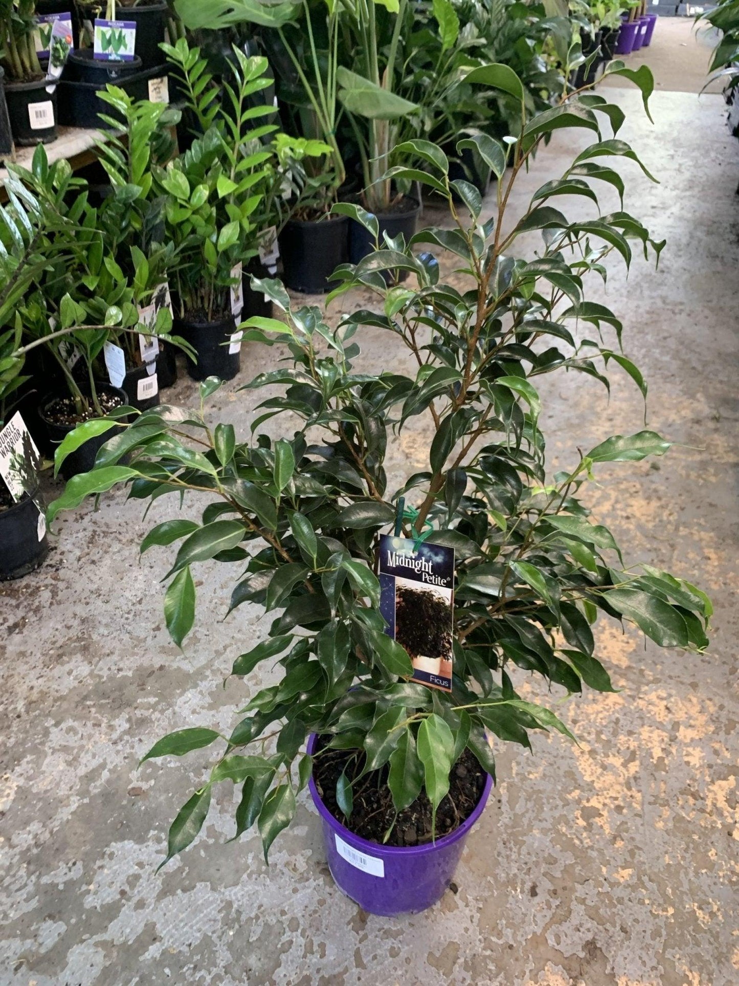 Ficus Benjamina 'midnight' - View 20 from www redcrocus com