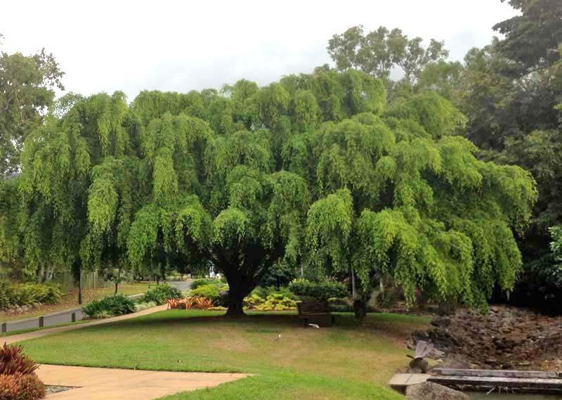 Ficus Benjamina 'midnight' - View 21 from www redcrocus com