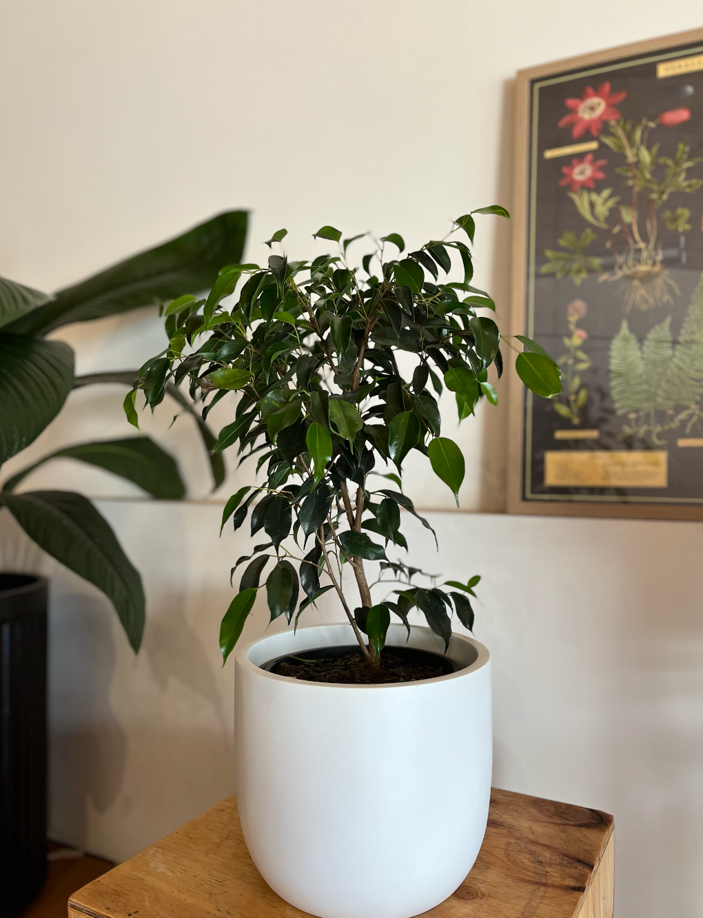 Ficus Benjamina 'midnight' - View 22 from www redcrocus com