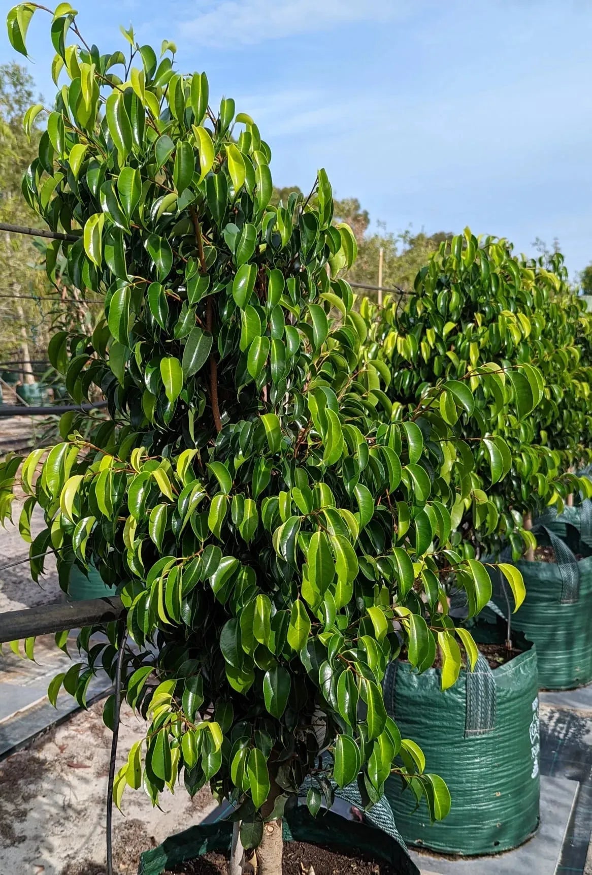 Ficus Benjamina 'midnight' - View 24 from www redcrocus com