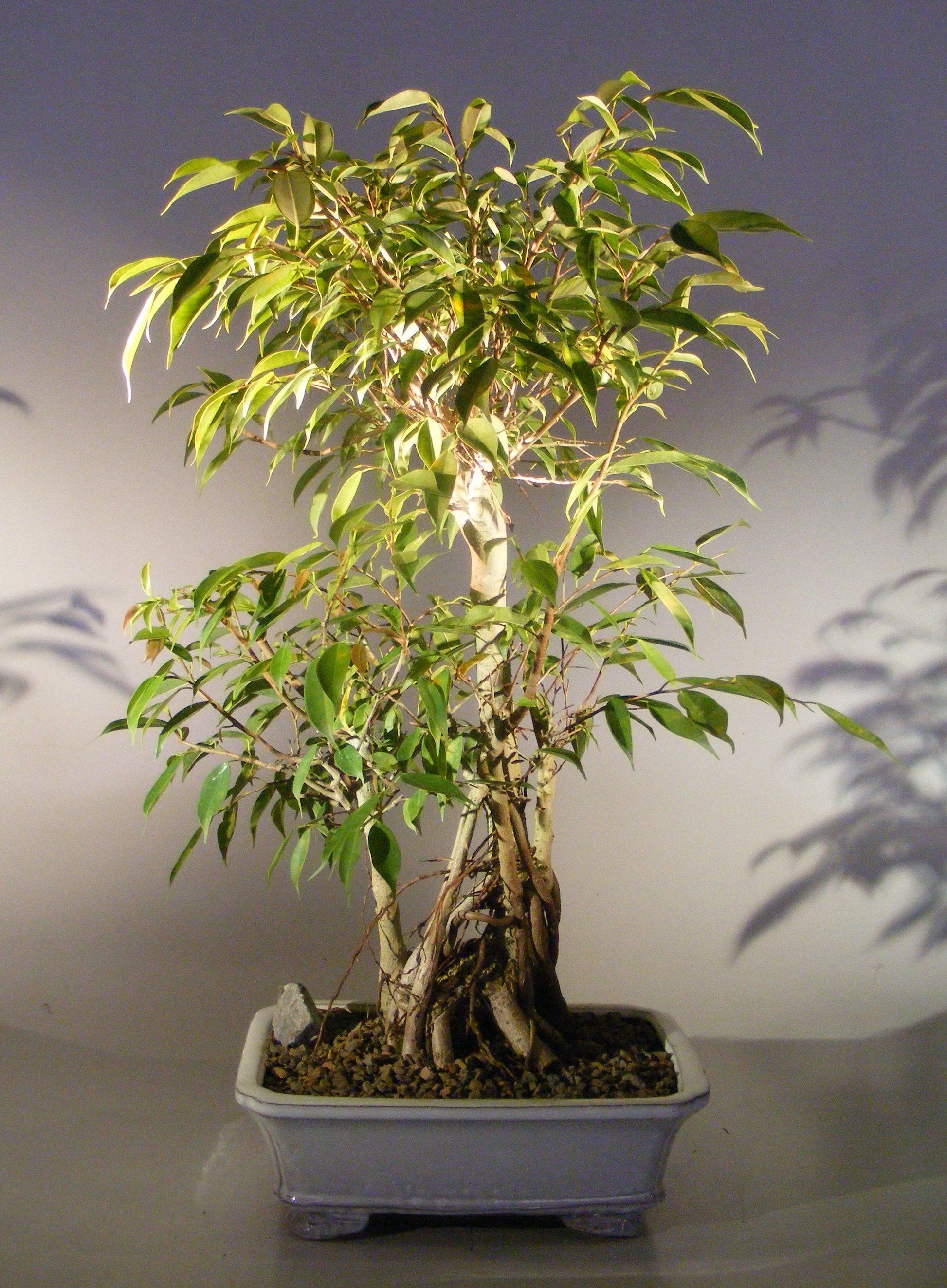 Ficus Benjamina 'midnight' - View 27 from www redcrocus com