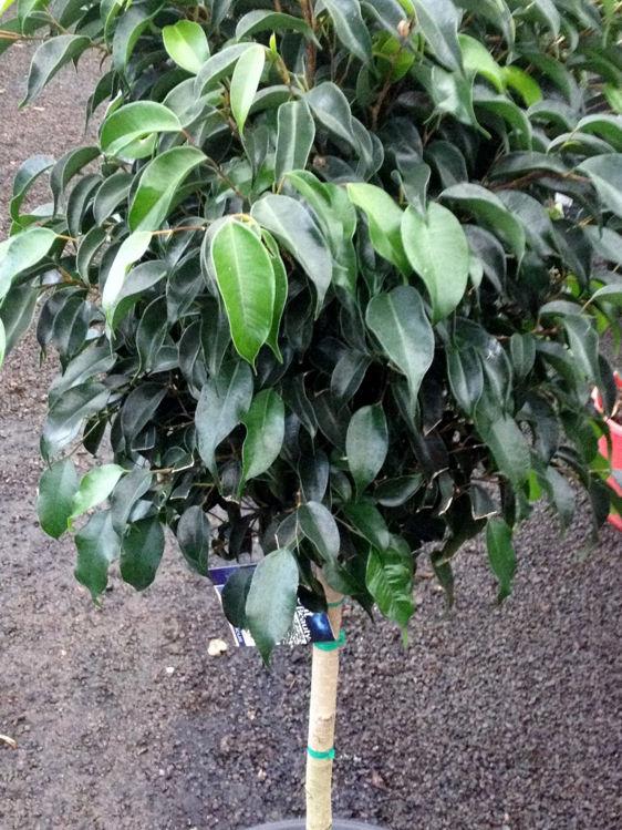 Ficus Benjamina 'midnight' - View 28 from www redcrocus com