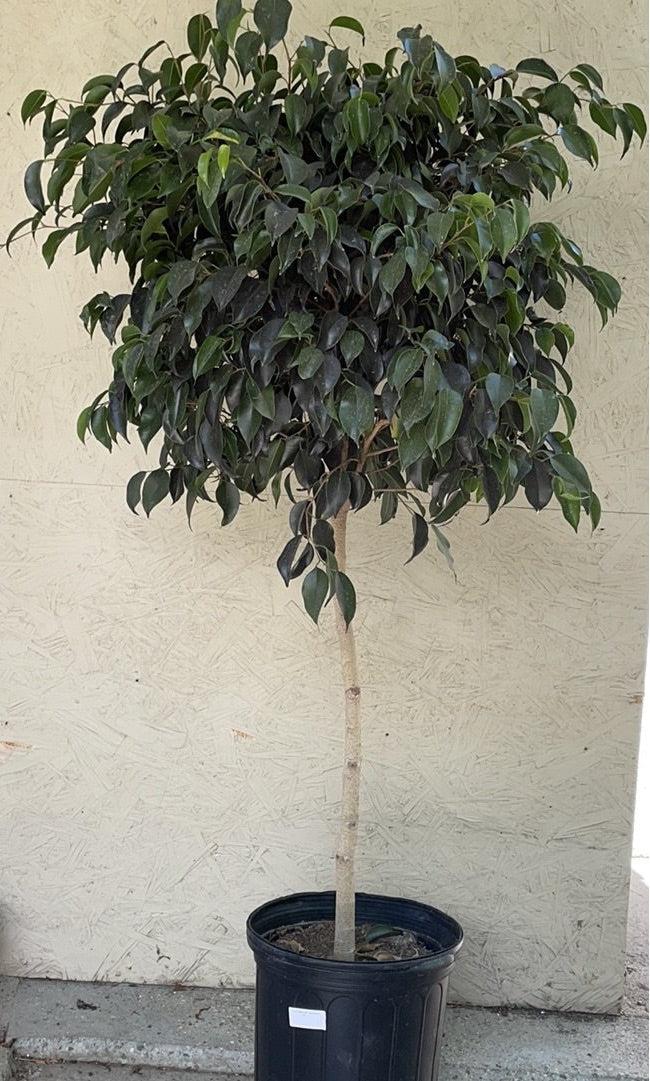 Ficus Benjamina 'midnight' - View 2 from www redcrocus com