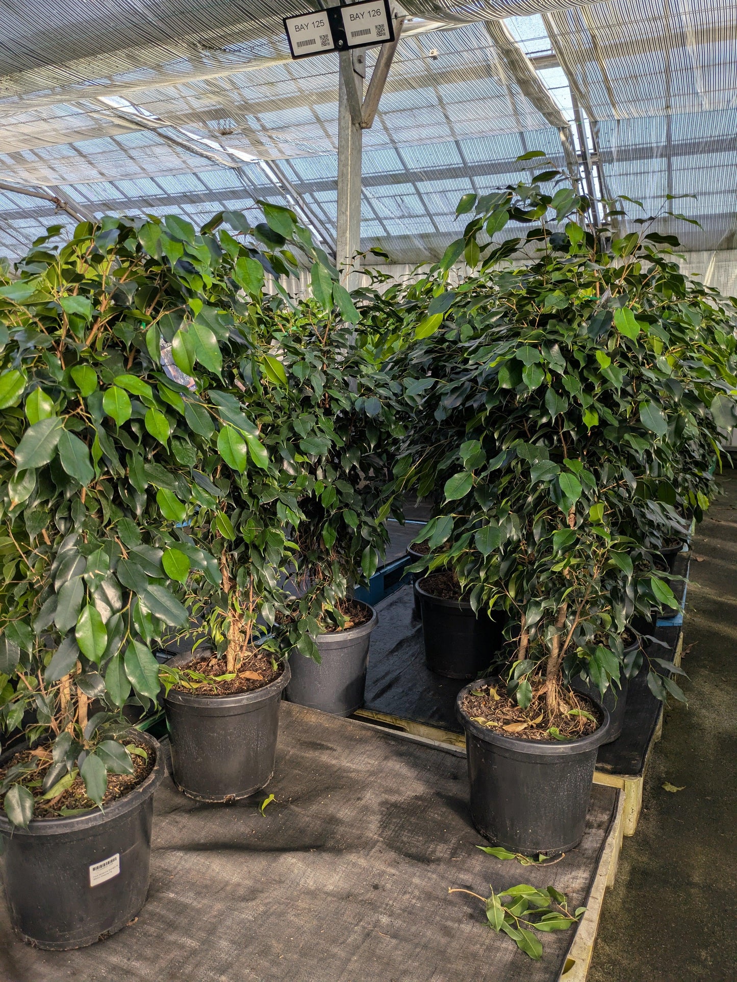 Ficus Benjamina 'midnight' - View 30 from www redcrocus com