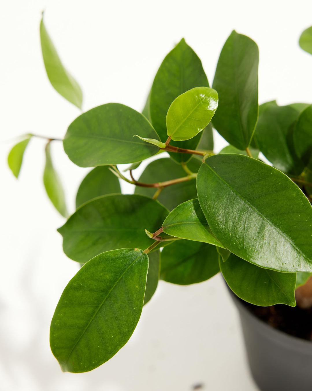 Ficus Benjamina 'midnight' - View 31 from www redcrocus com