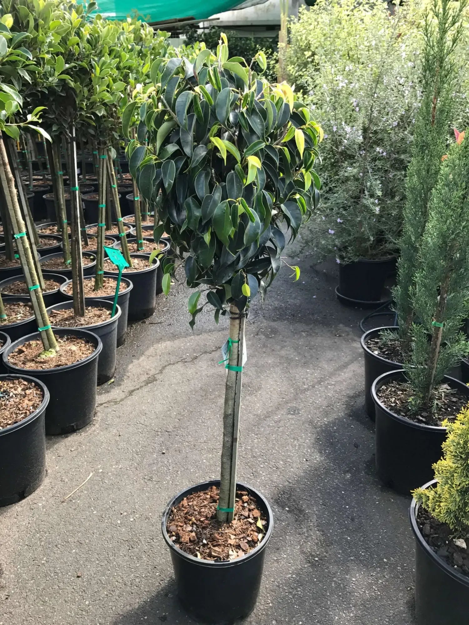 Ficus Benjamina 'midnight' - View 33 from www redcrocus com