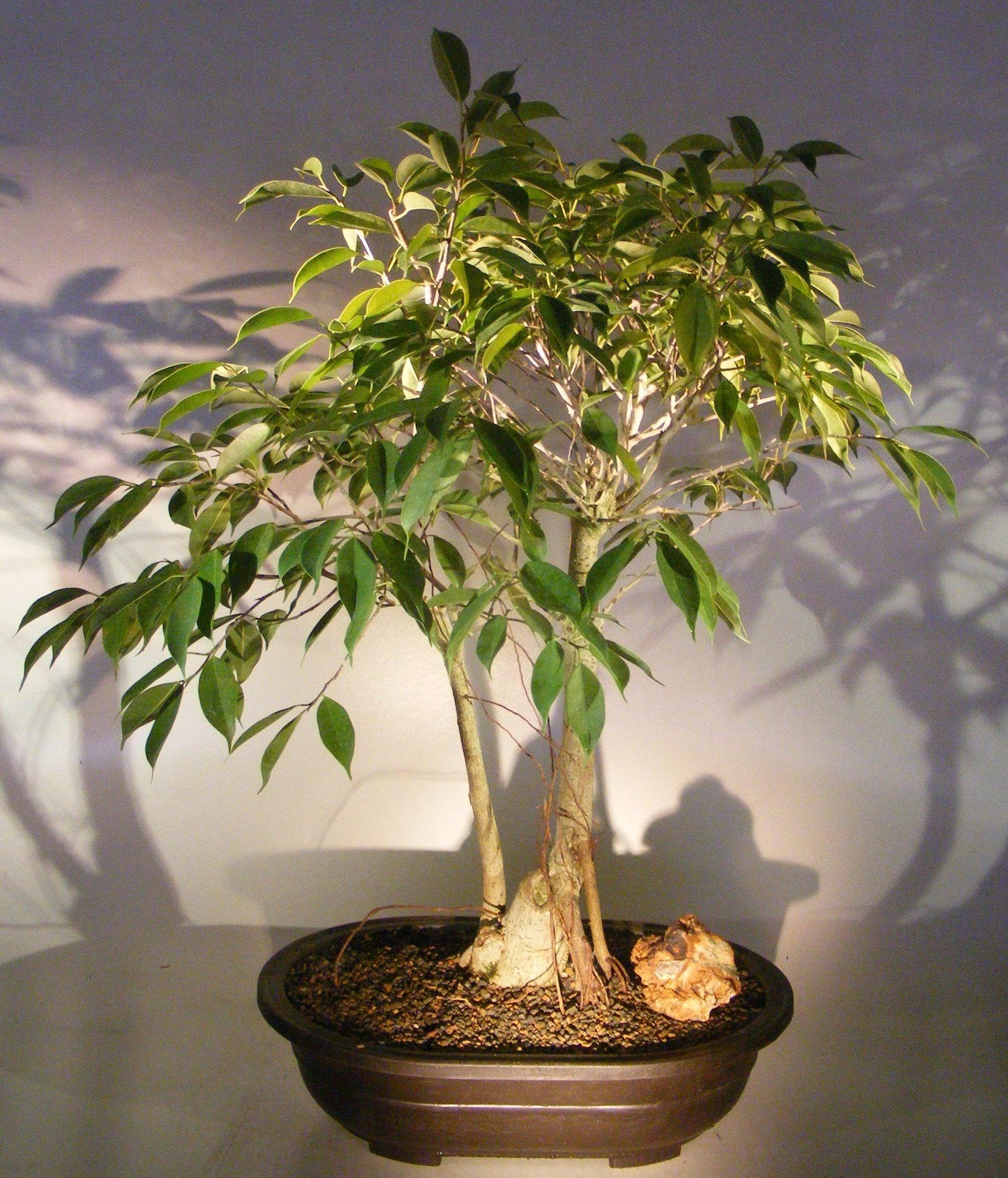 Ficus Benjamina 'midnight' - View 34 from www redcrocus com