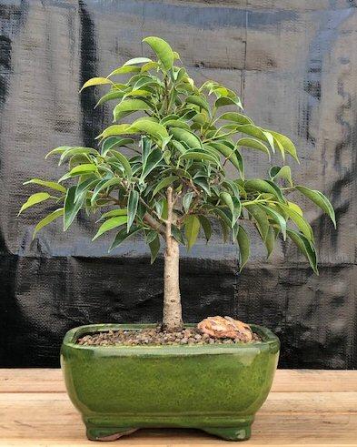 Ficus Benjamina 'midnight' - View 3 from www redcrocus com