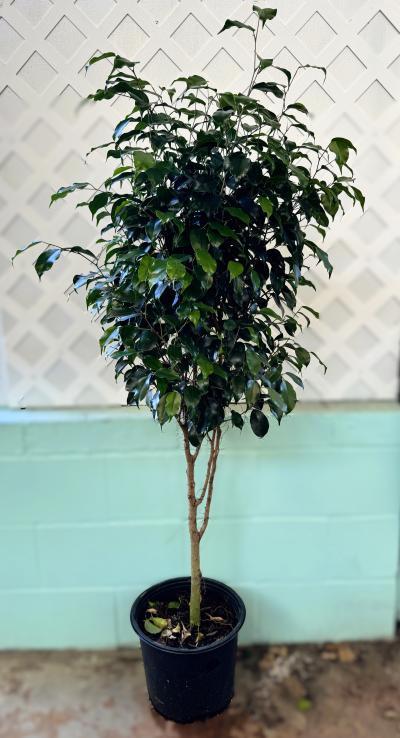 Ficus Benjamina 'midnight' - View 4 from www redcrocus com