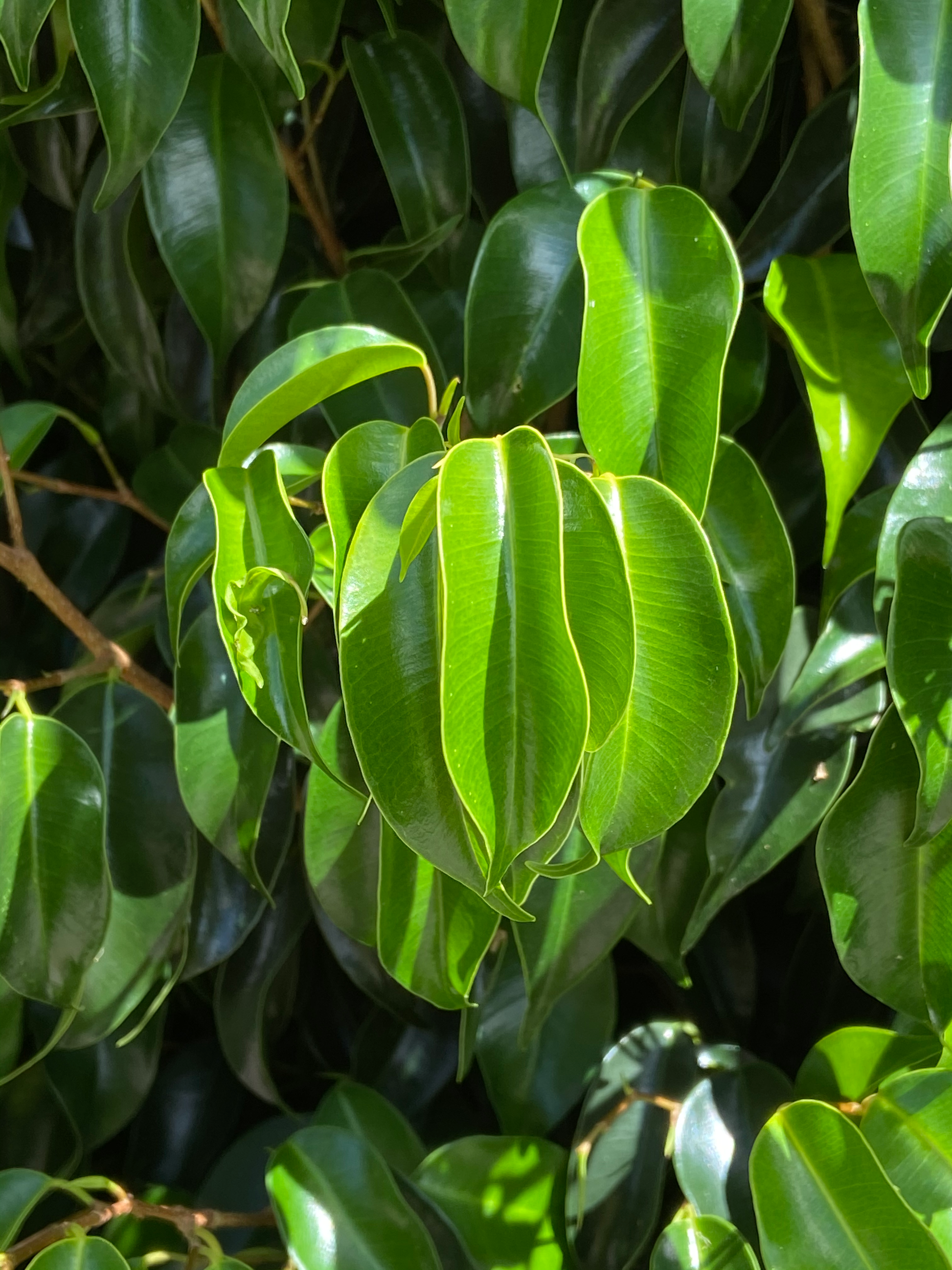 Ficus Benjamina 'midnight' - View 5 from www redcrocus com