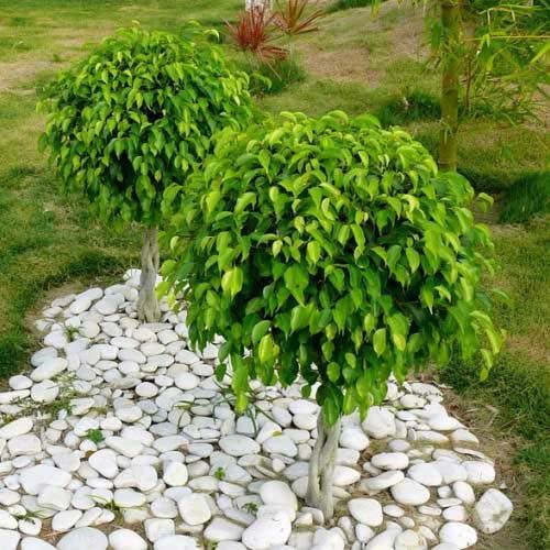 Ficus Benjamina 'midnight' - View 6 from www redcrocus com