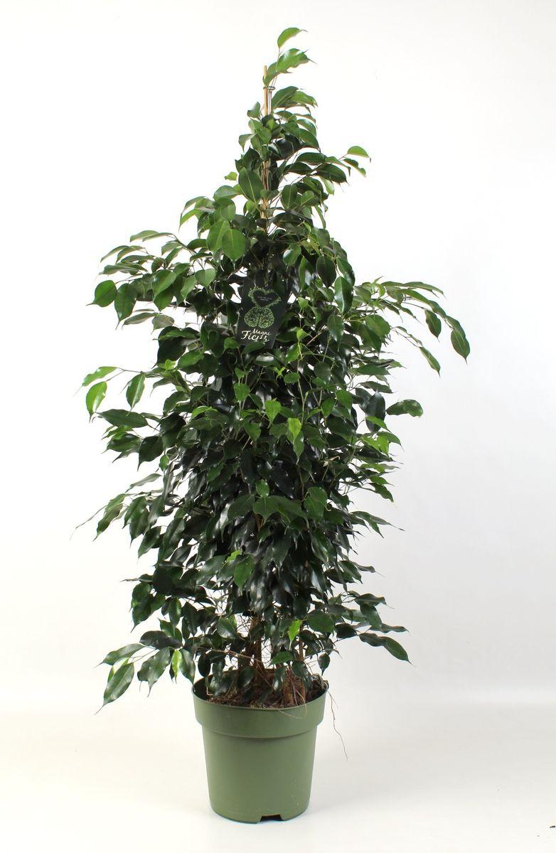 Ficus Benjamina 'midnight' - View 7 from www redcrocus com