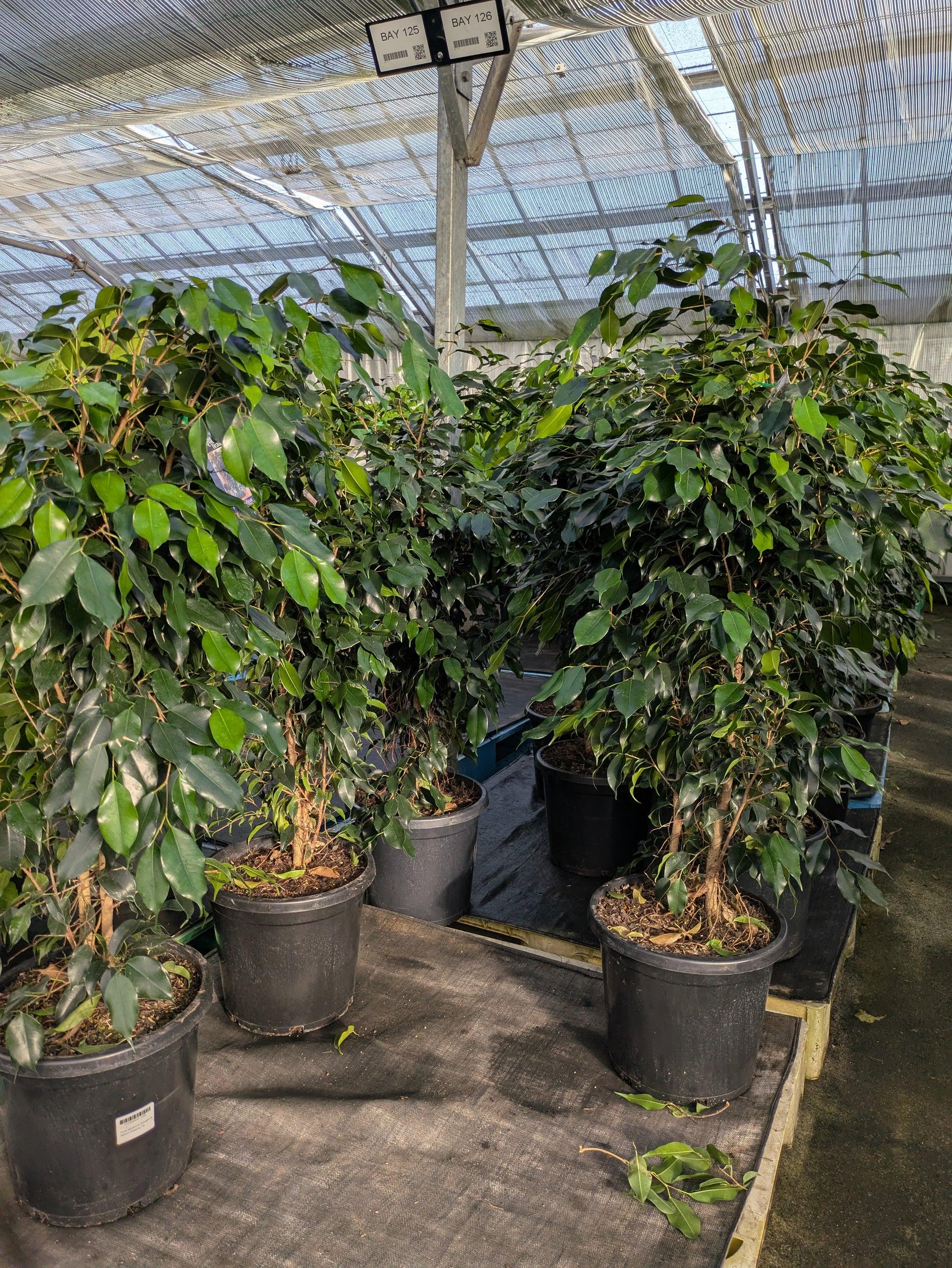 Ficus Benjamina 'midnight' - View 8 from www redcrocus com