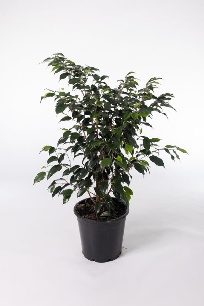 Ficus Benjamina 'midnight' - View 9 from www redcrocus com