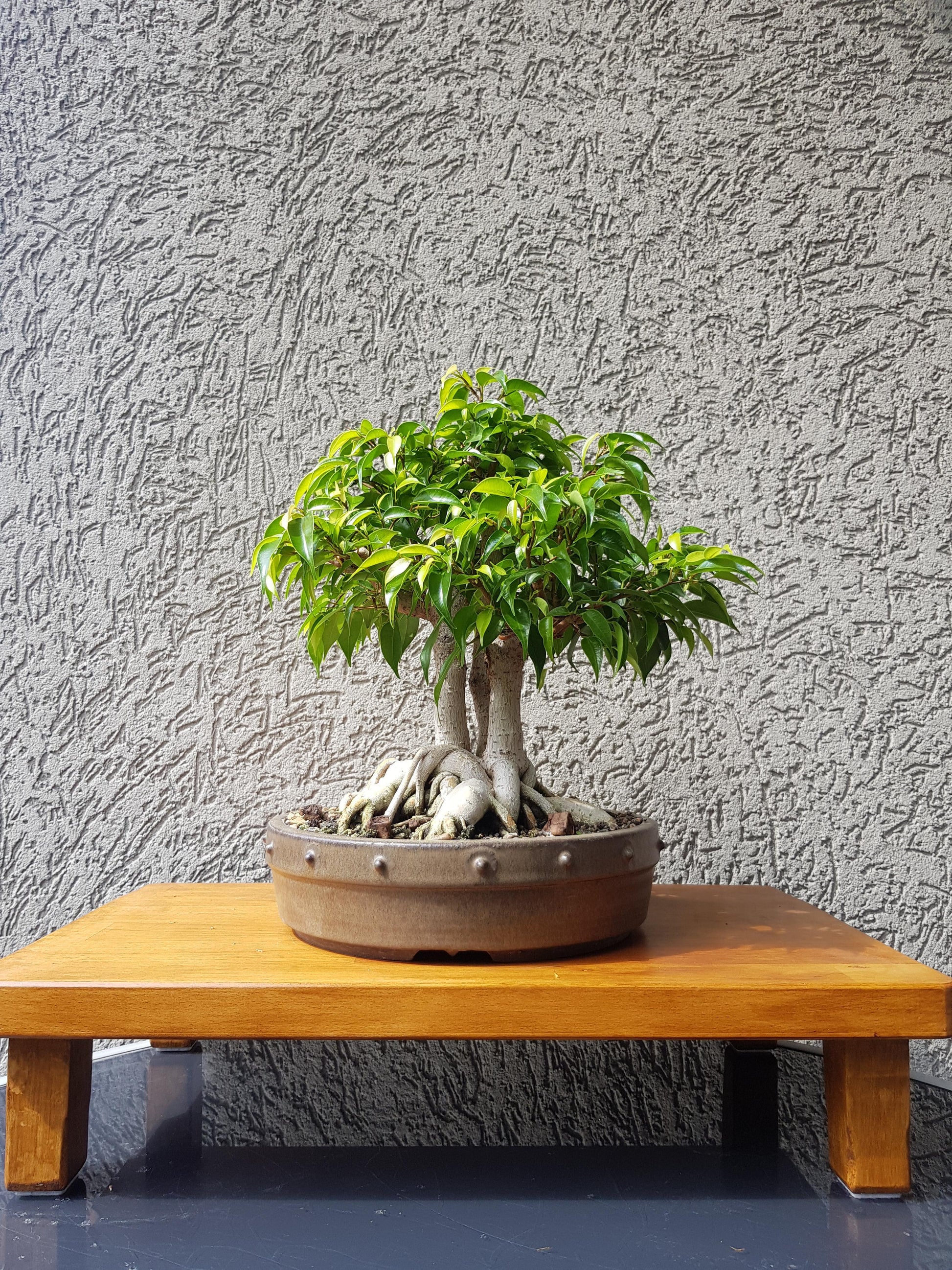 Ficus Benjamina 'natasja' - View 10 from www redcrocus com