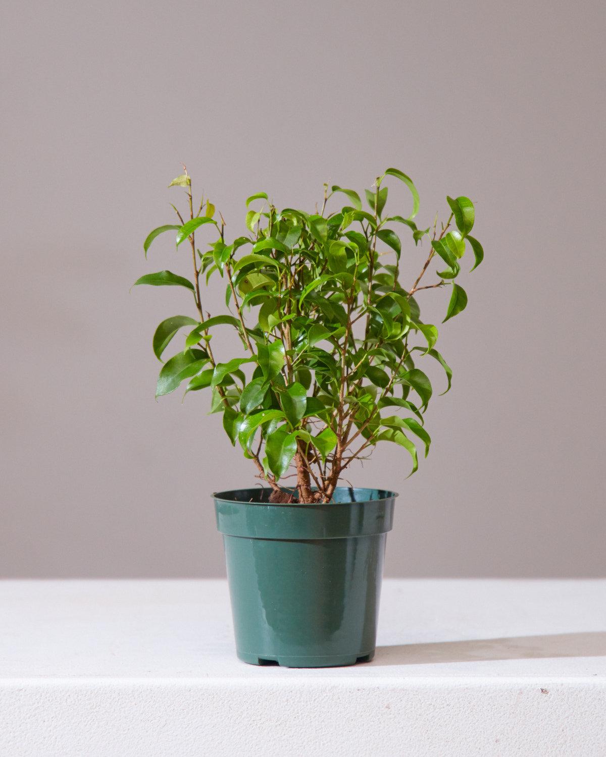 Ficus Benjamina 'natasja' - View 11 from www redcrocus com