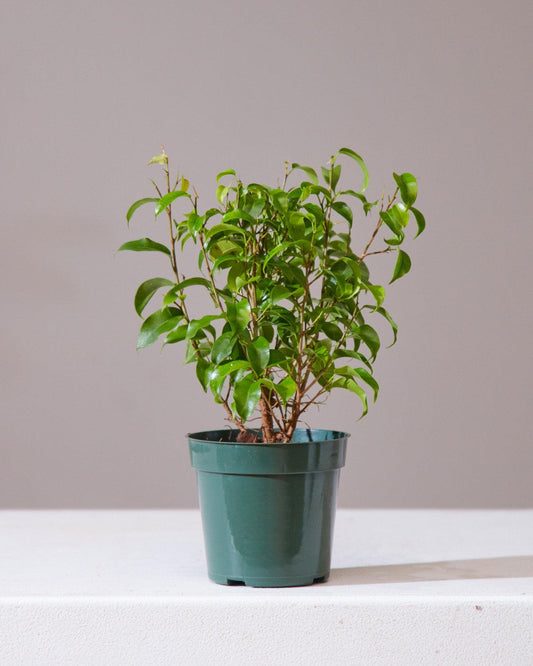 Ficus Benjamina 'natasja' - View 11 from www redcrocus com
