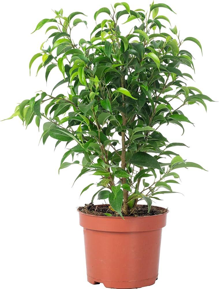 Ficus Benjamina 'natasja' - View 12 from www redcrocus com