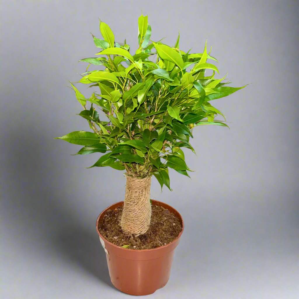 Ficus Benjamina 'natasja' - View 13 from www redcrocus com
