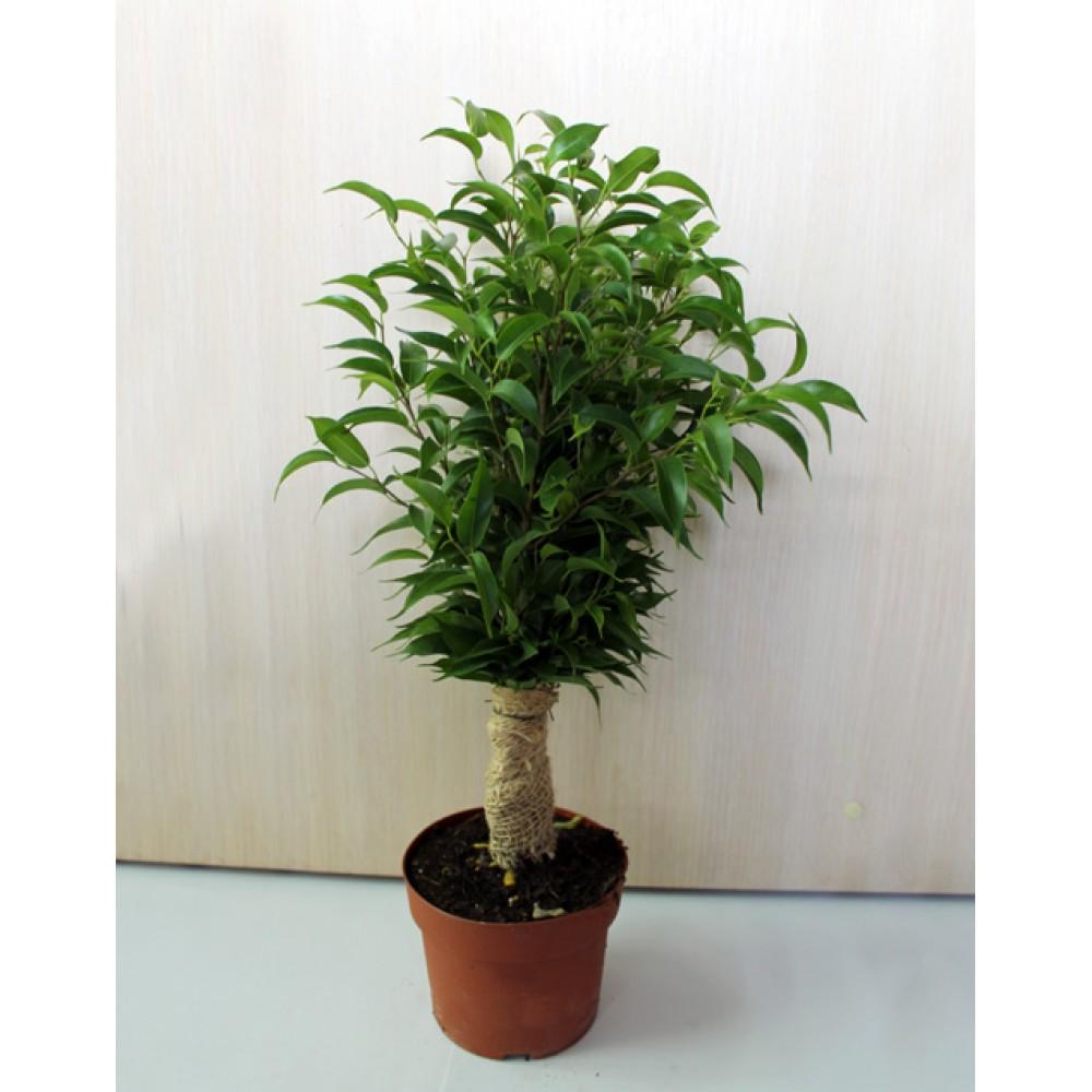 Ficus Benjamina 'natasja' - View 14 from www redcrocus com