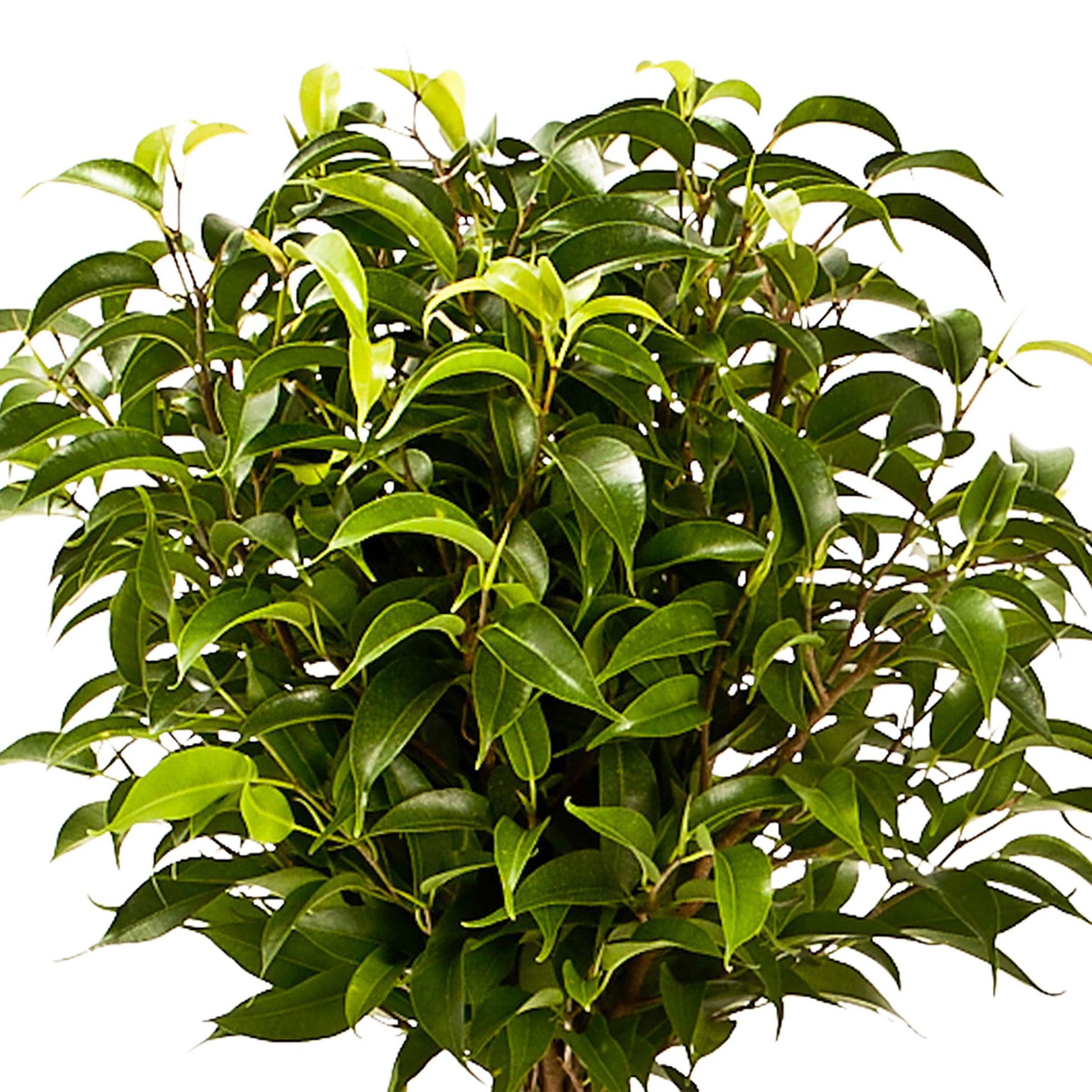 Ficus Benjamina 'natasja' - View 15 from www redcrocus com