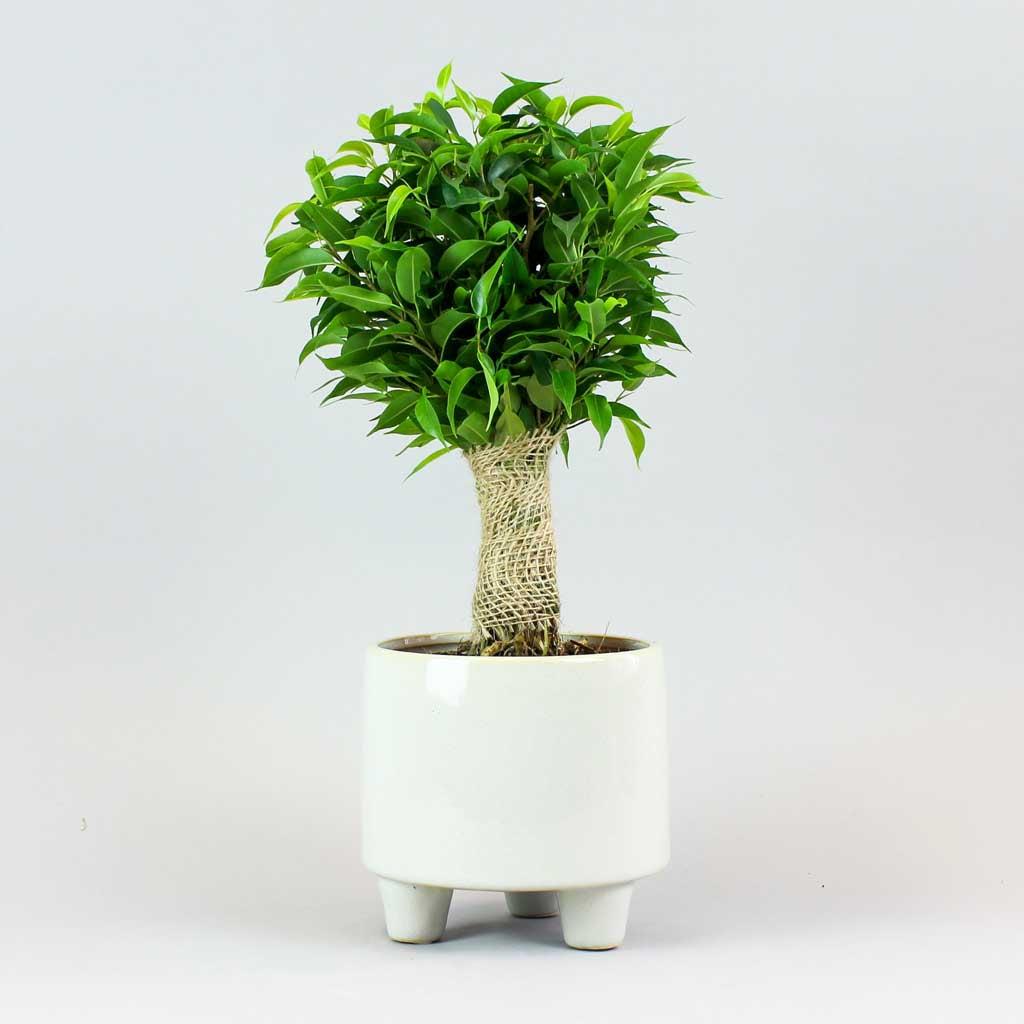 Ficus Benjamina 'natasja' - View 17 from www redcrocus com