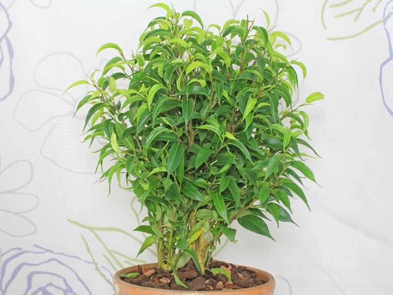 Ficus Benjamina 'natasja' - View 19 from www redcrocus com