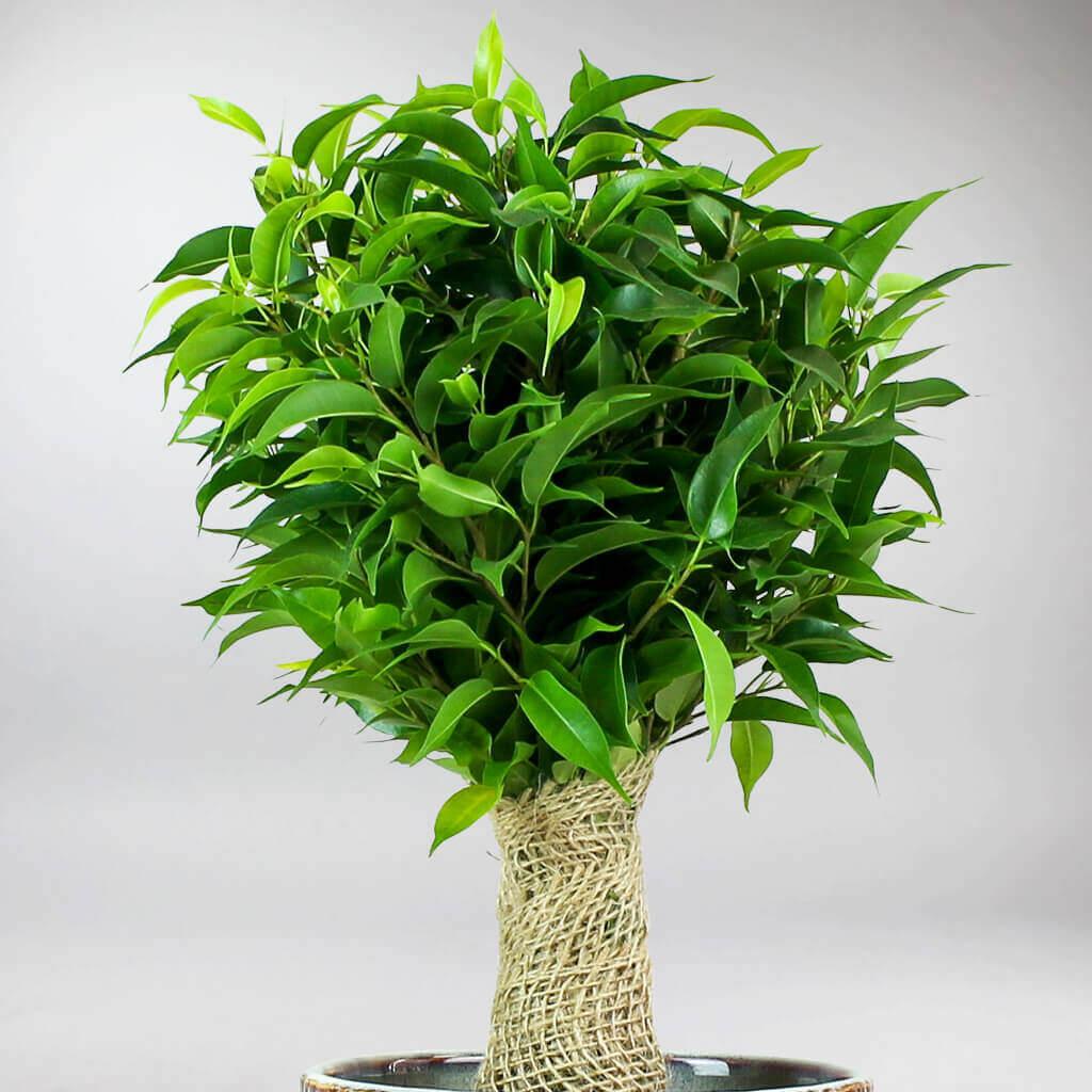 Ficus Benjamina 'natasja' - View 20 from www redcrocus com