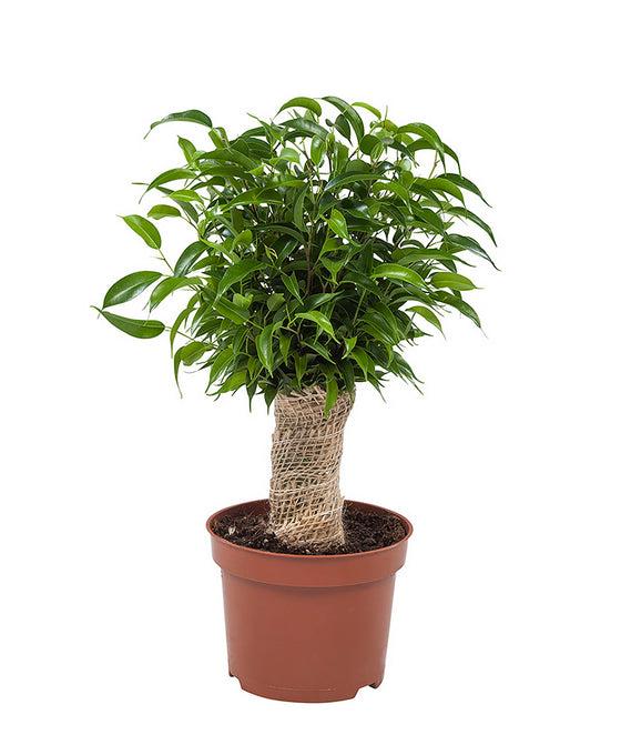 Ficus Benjamina 'natasja' - View 21 from www redcrocus com
