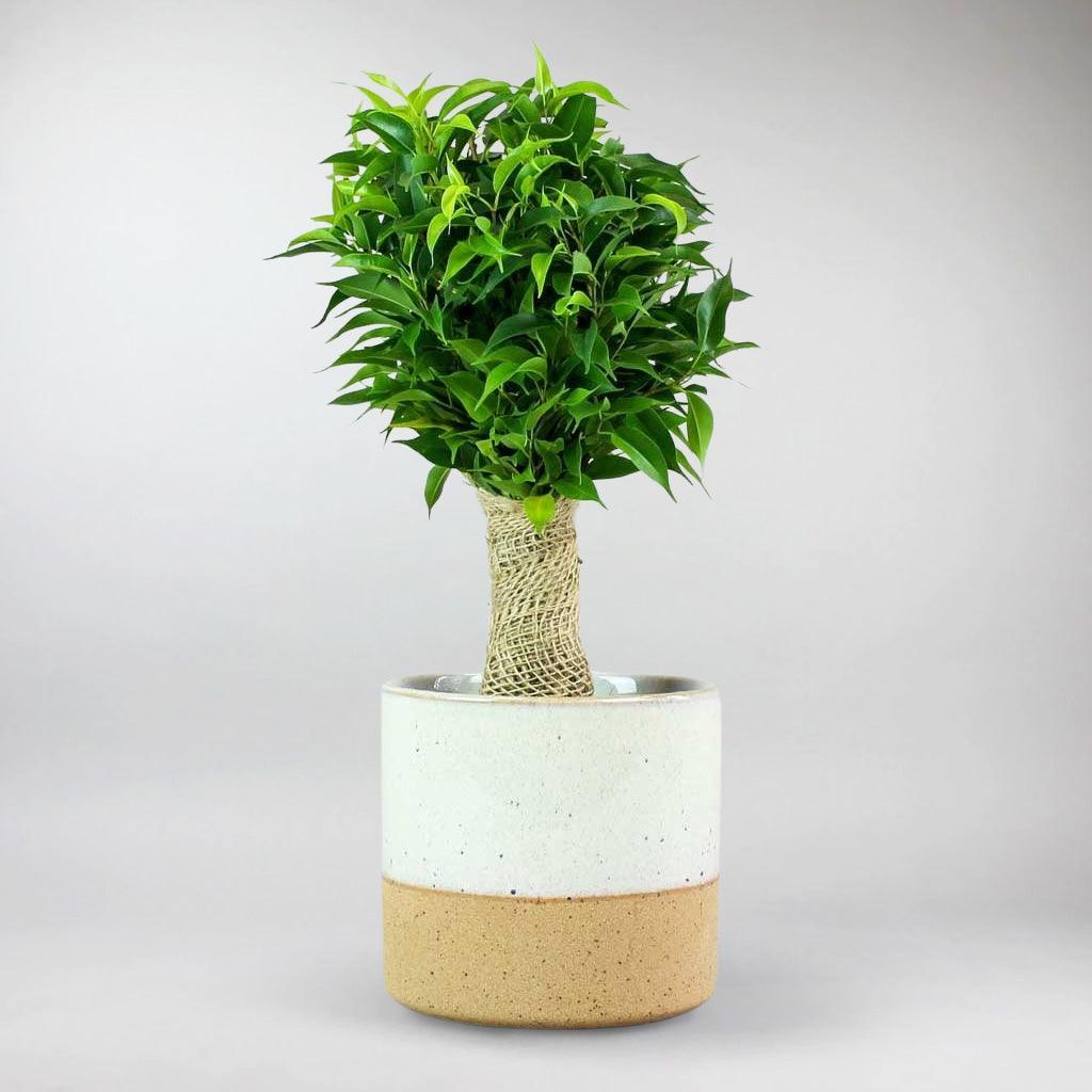 Ficus Benjamina 'natasja' - View 23 from www redcrocus com