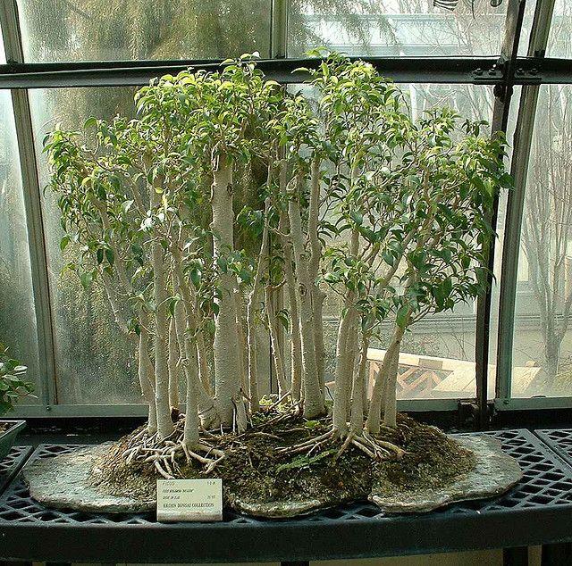 Ficus Benjamina 'natasja' - View 24 from www redcrocus com
