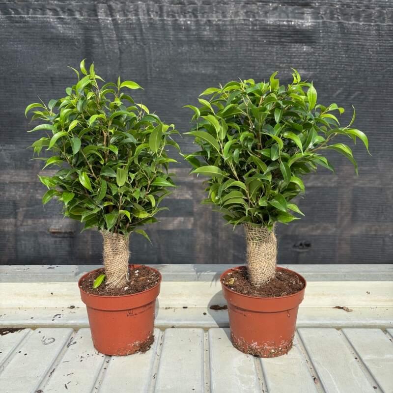 Ficus Benjamina 'natasja' - View 2 from www redcrocus com