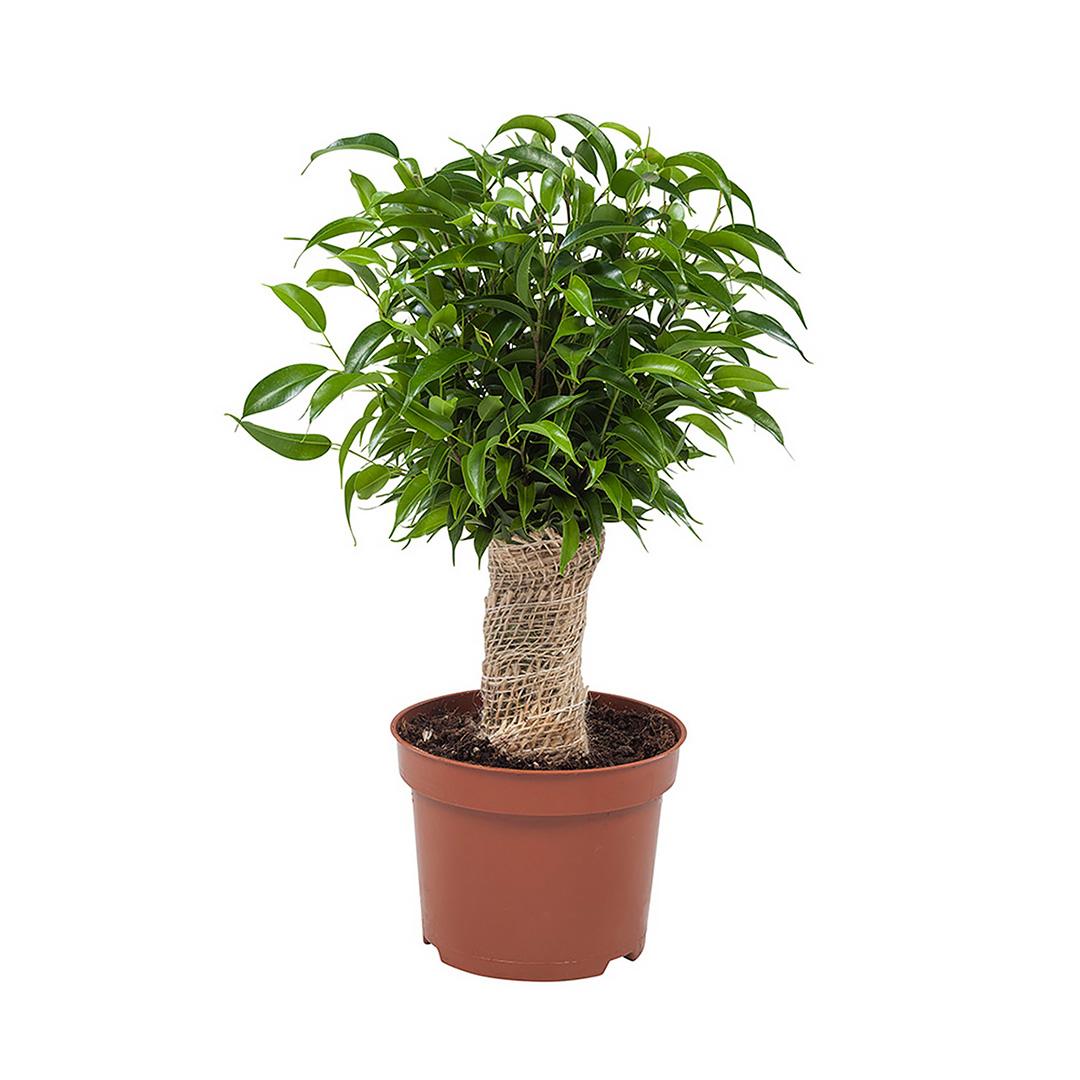 Ficus Benjamina 'natasja' - View 5 from www redcrocus com