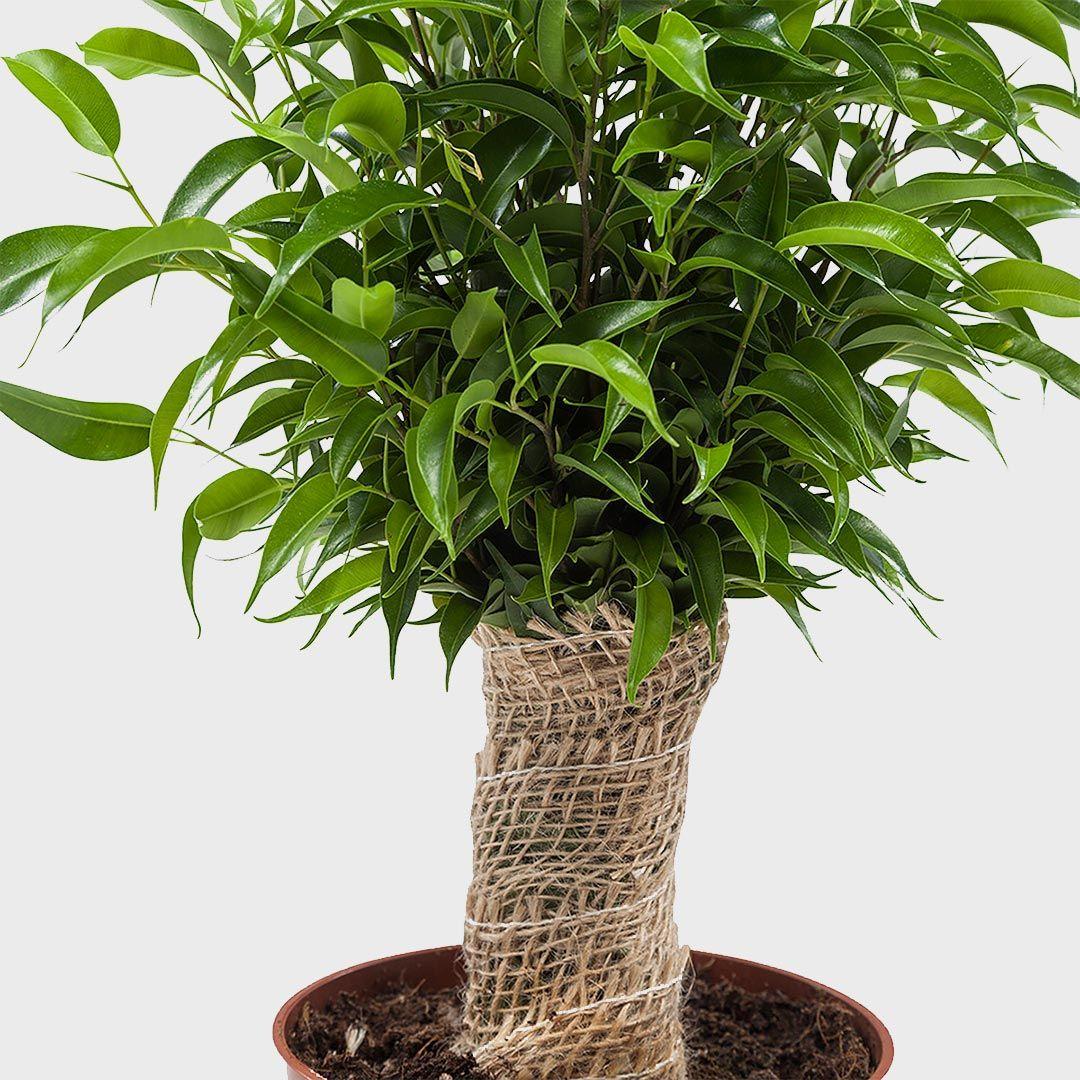 Ficus Benjamina 'natasja' - View 6 from www redcrocus com