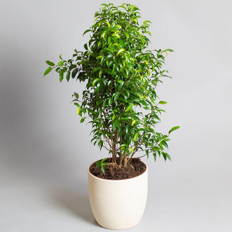 Ficus Benjamina 'natasja' - View 8 from www redcrocus com