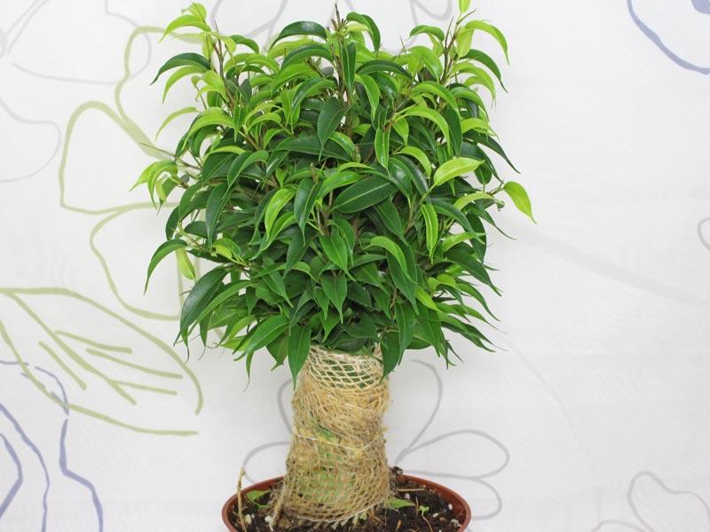Ficus Benjamina 'natasja' - View 9 from www redcrocus com
