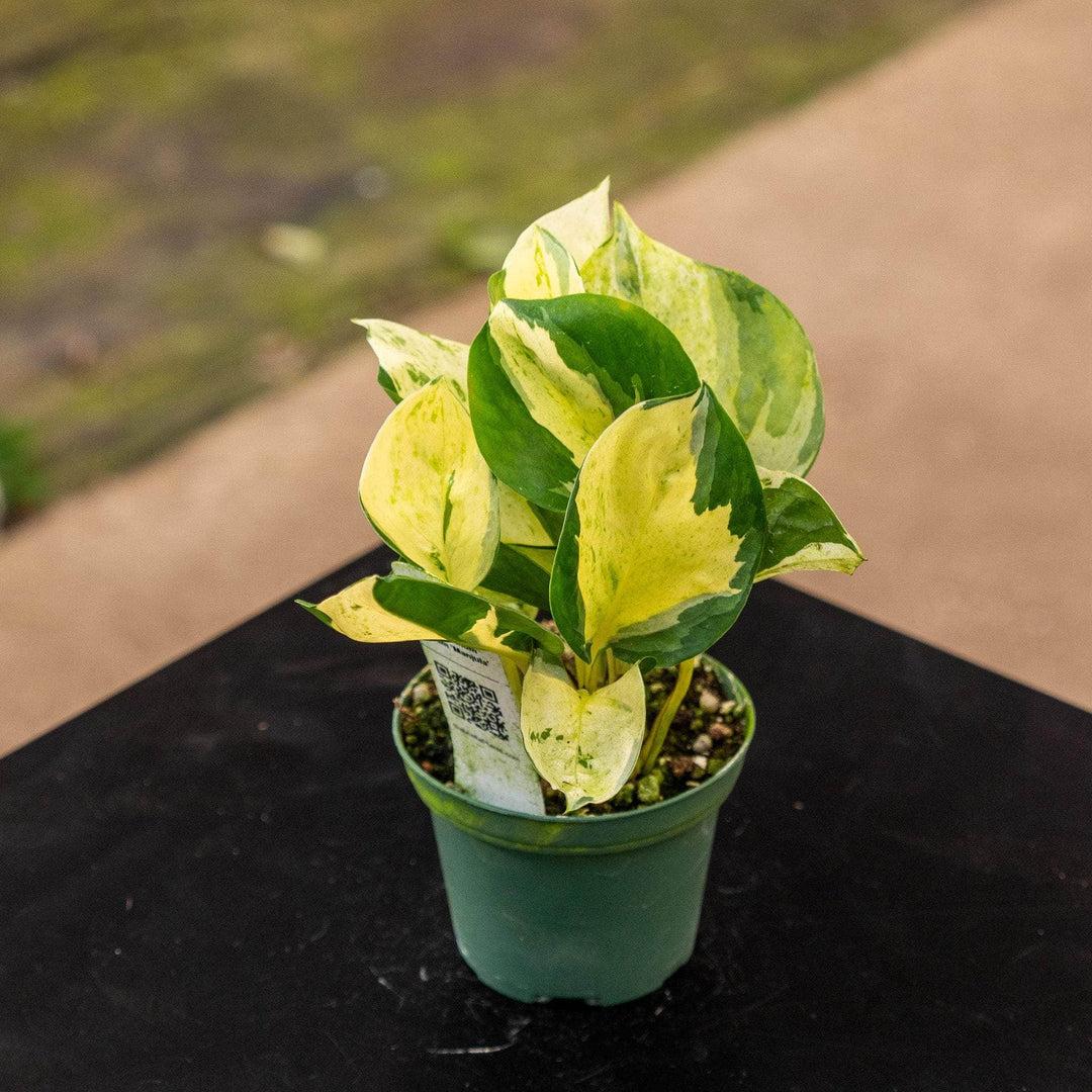 Pothos, Epipremnum Aureum 'manjula' - View 12 from www redcrocus com