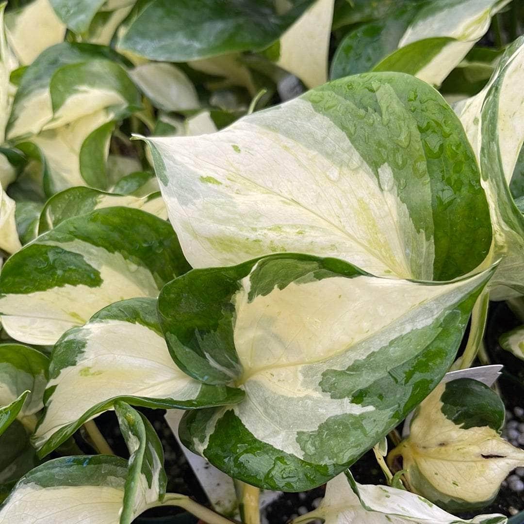 Pothos, Epipremnum Aureum 'manjula' - View 18 from www redcrocus com