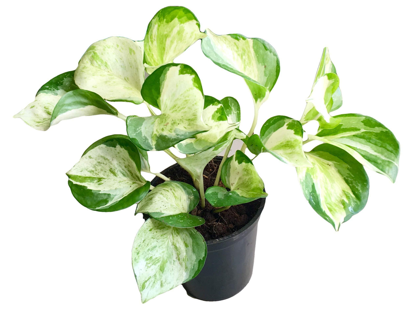Pothos, Epipremnum Aureum 'manjula' - View 19 from www redcrocus com