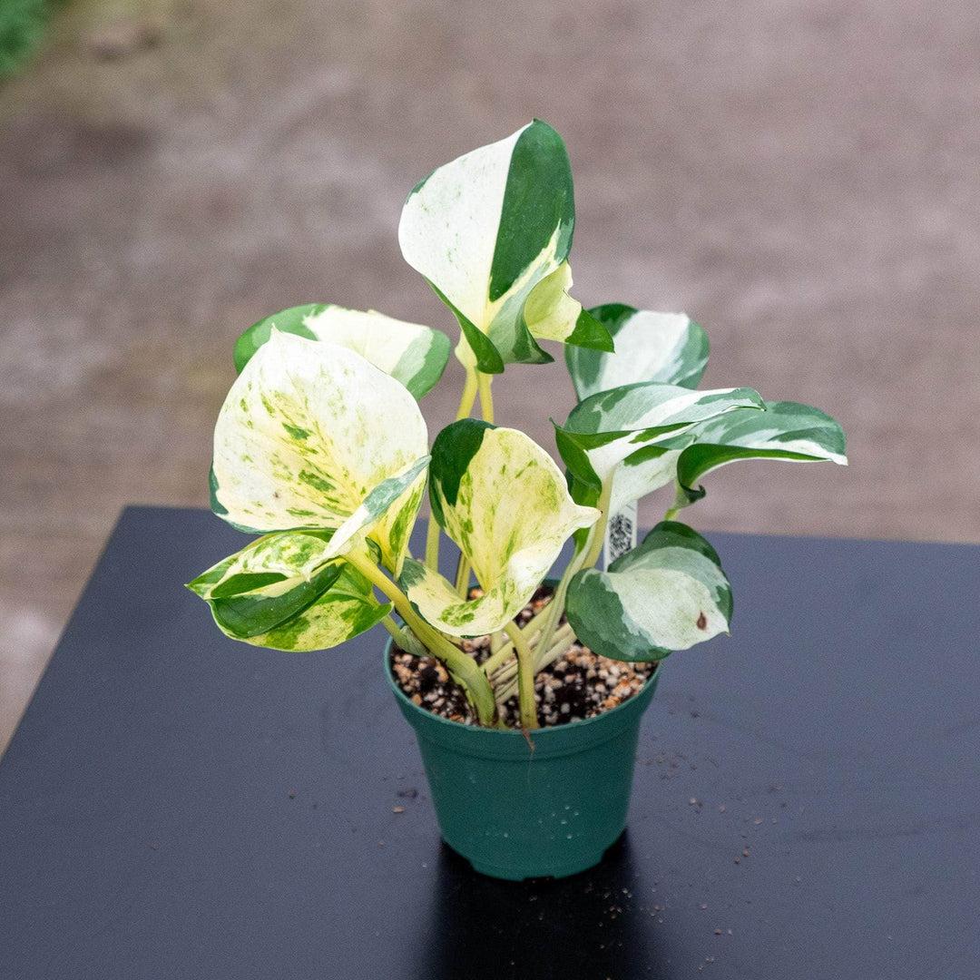 Pothos, Epipremnum Aureum 'manjula' - View 1 from www redcrocus com