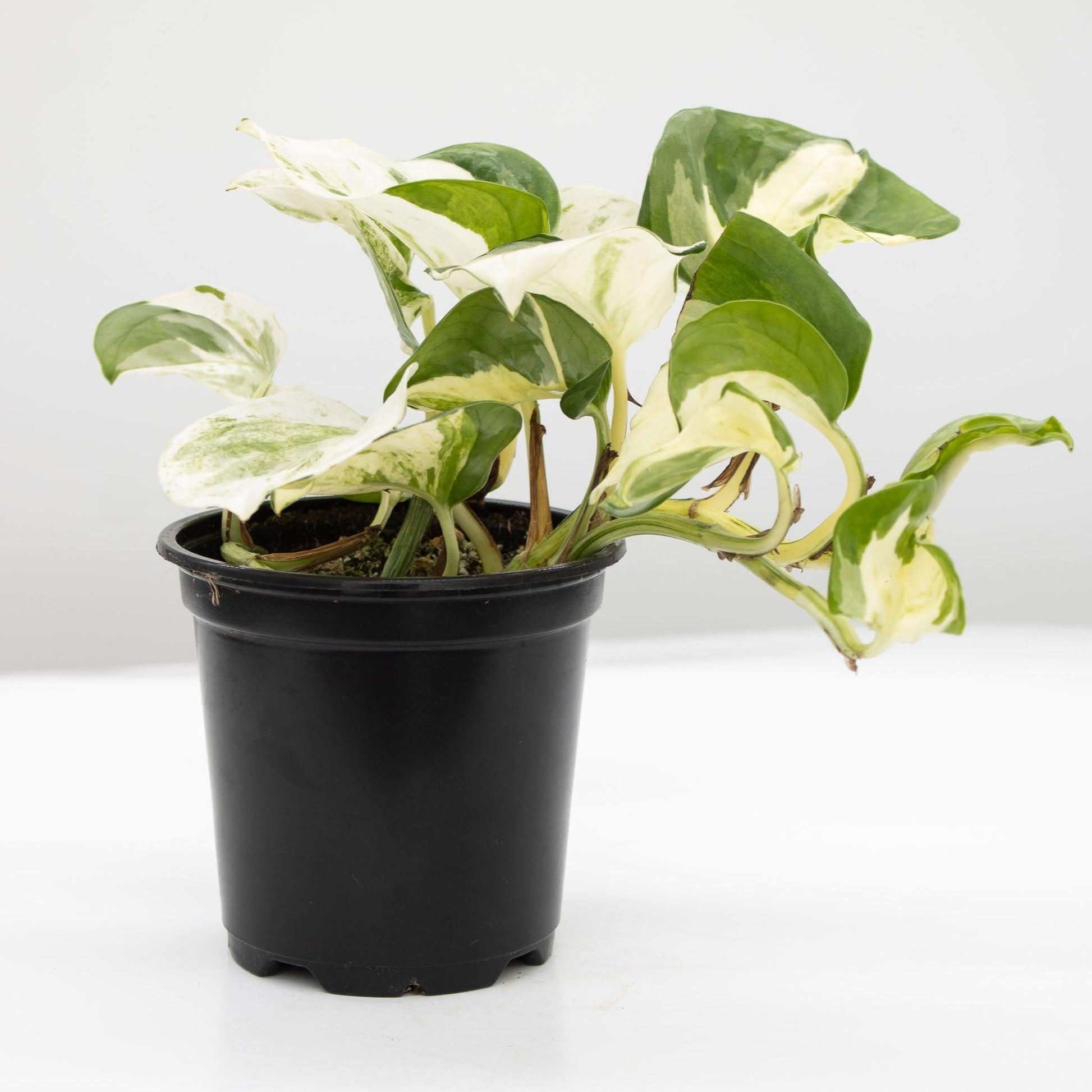 Pothos, Epipremnum Aureum 'manjula' - View 20 from www redcrocus com