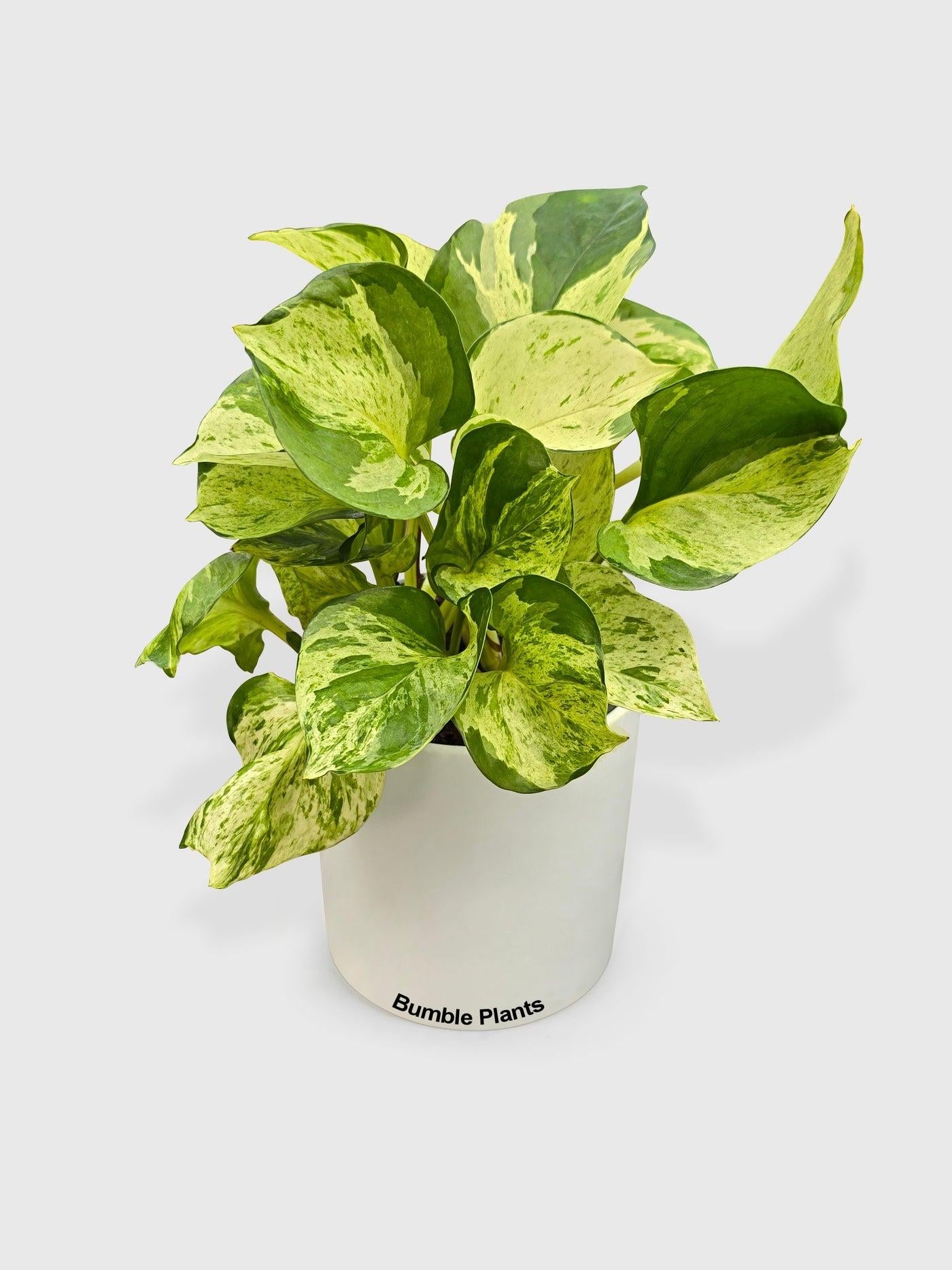 Pothos, Epipremnum Aureum 'manjula' - View 22 from www redcrocus com