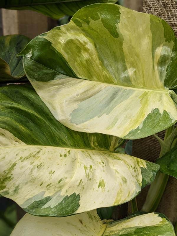 Pothos, Epipremnum Aureum 'manjula' - View 23 from www redcrocus com
