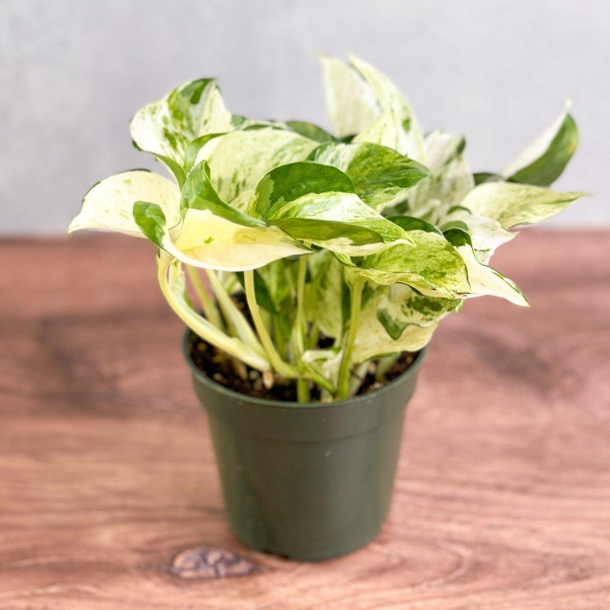 Pothos, Epipremnum Aureum 'manjula' - View 25 from www redcrocus com