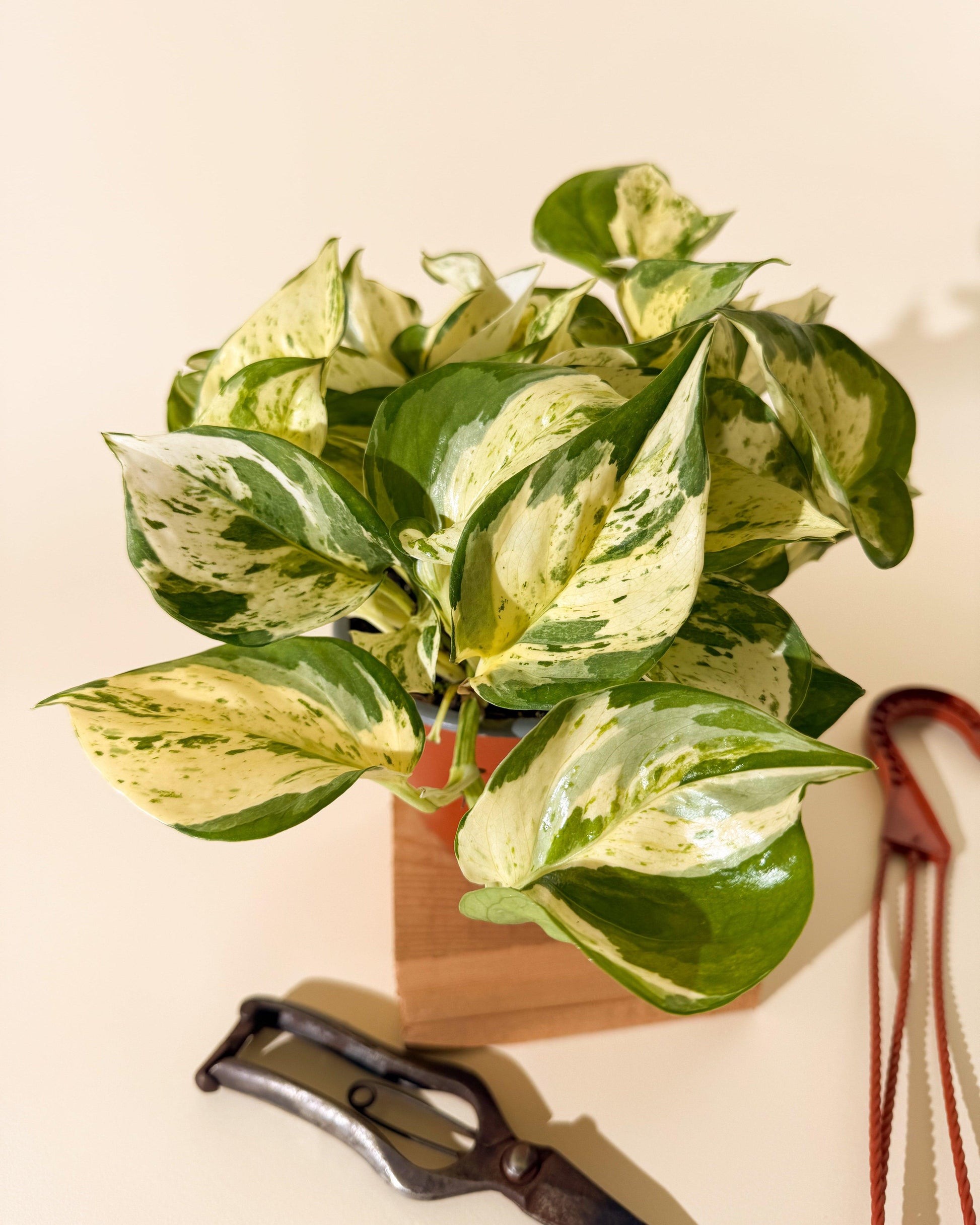Pothos, Epipremnum Aureum 'manjula' - View 29 from www redcrocus com