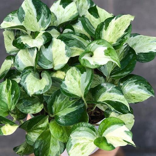 Pothos, Epipremnum Aureum 'manjula' - View 2 from www redcrocus com