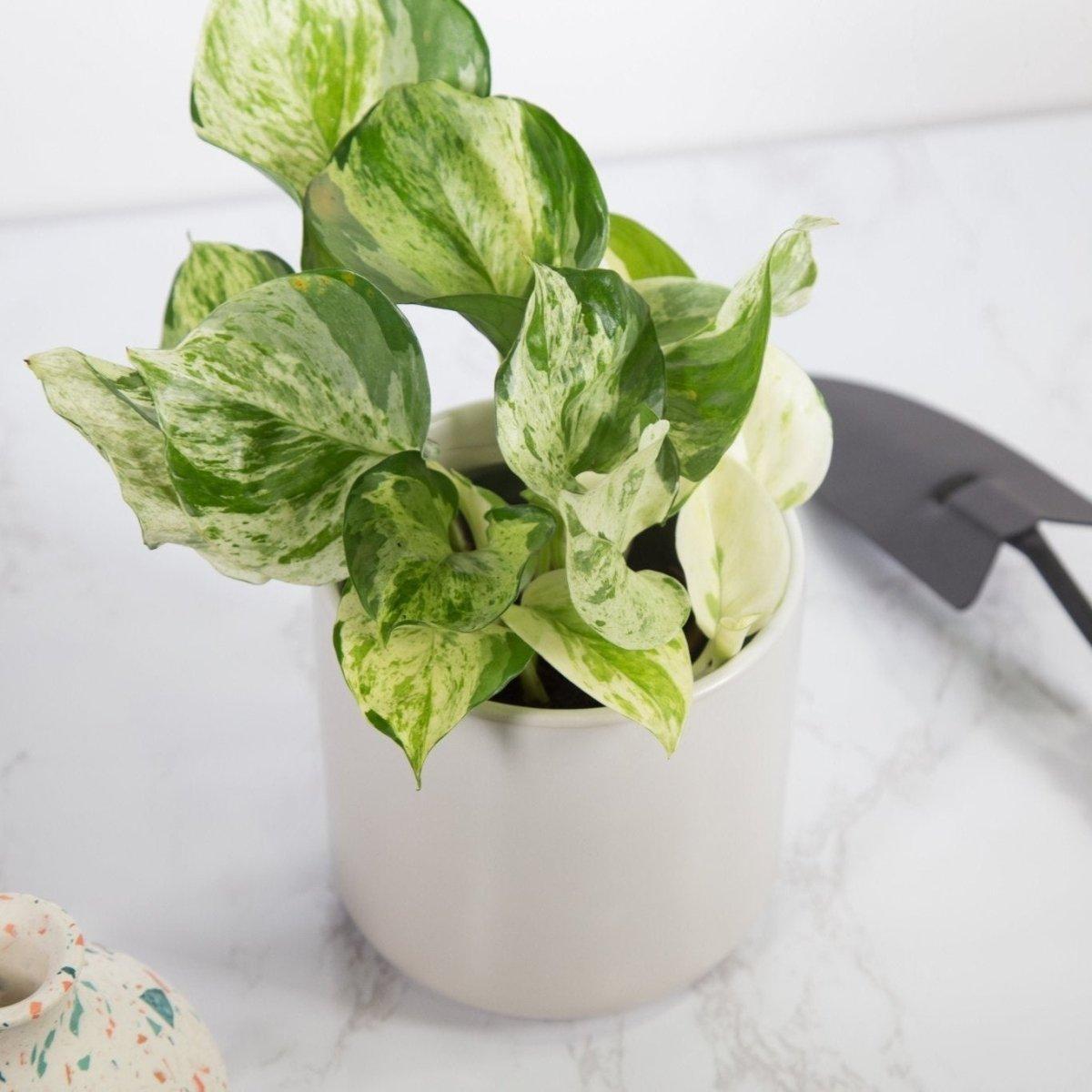 Pothos, Epipremnum Aureum 'manjula' - View 33 from www redcrocus com