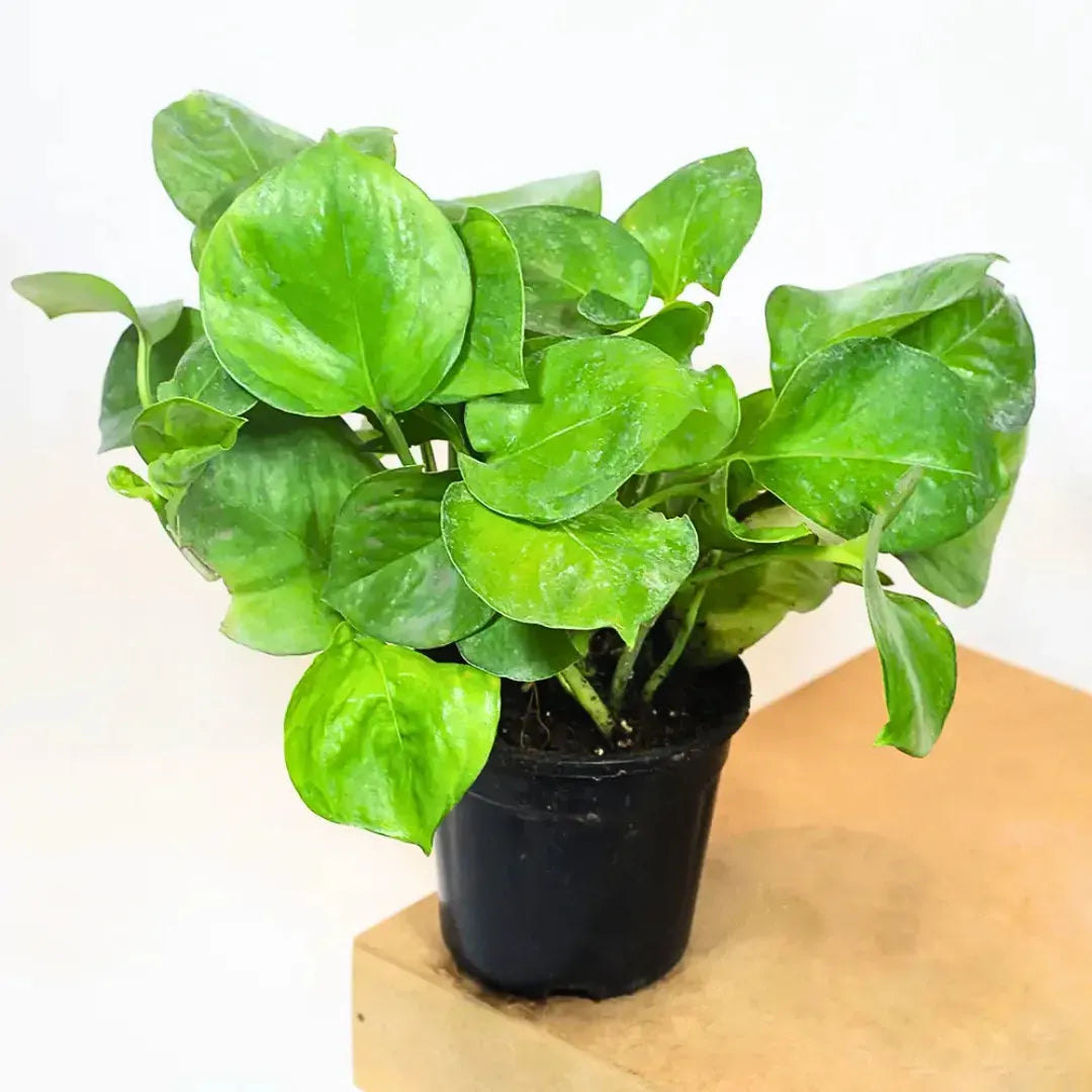 Pothos, Epipremnum Aureum 'manjula' - View 37 from www redcrocus com