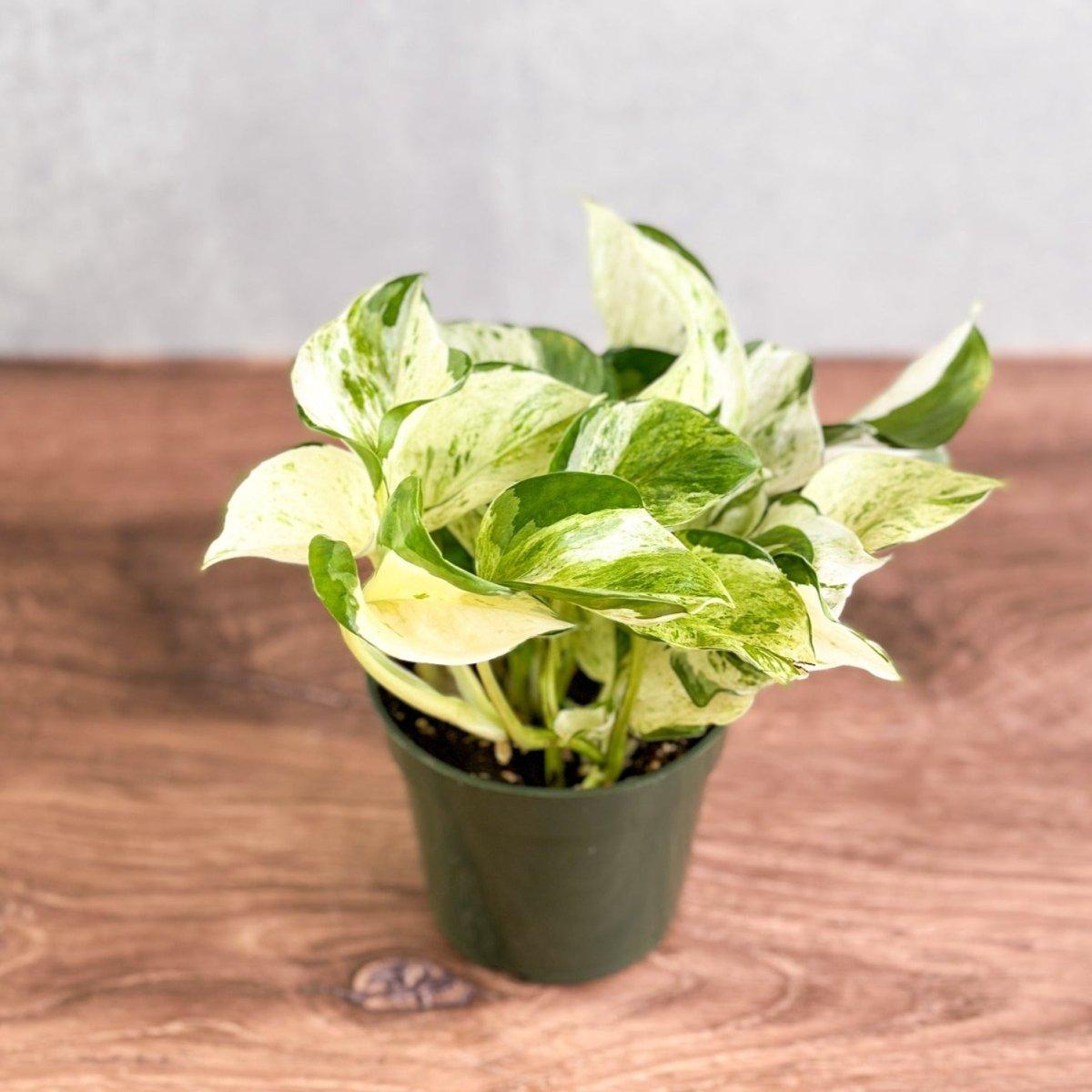 Pothos, Epipremnum Aureum 'manjula' - View 38 from www redcrocus com