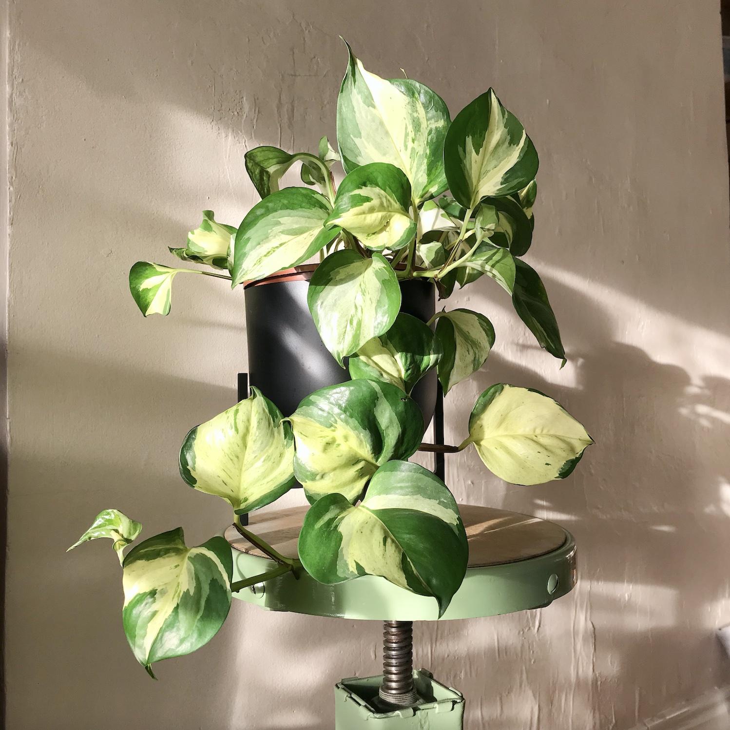 Pothos, Epipremnum Aureum 'manjula' - View 3 from www redcrocus com